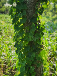 Close-up of tree trunk in forest