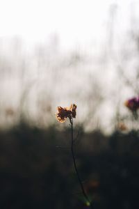 Close-up of bee on flower