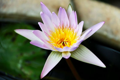 Lotus blooming on water surface and green leaves