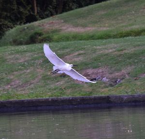 Close-up of swan flying over lake