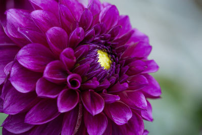 Close-up of pink dahlia