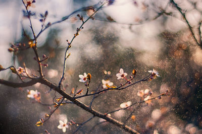 Close-up of cherry blossoms in spring