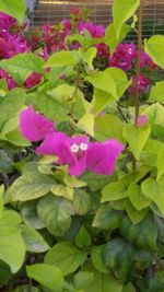 Close-up of purple flowers blooming outdoors