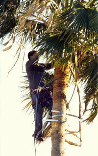 Low angle view of palm trees