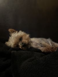 Close-up of dog