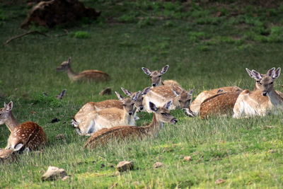 Flock of sheep on a field