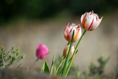 Close-up of pink flowering plant