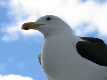 Low angle view of seagull against sky
