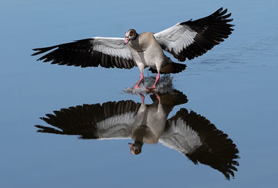 Bird flying over the sea