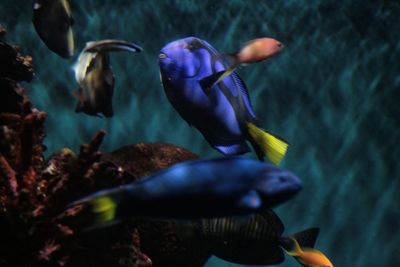 Close-up of fish swimming in aquarium