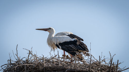 Bird perching on nest against clear sky