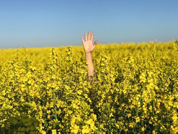 Cropped hand of woman amidst yellow flowers against sky