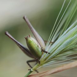 Close-up of insect on plant