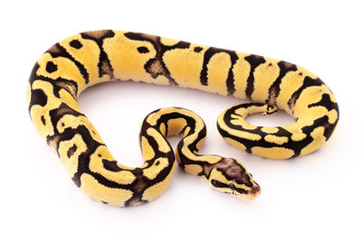 Close-up of a lizard on white background