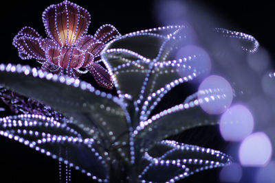 Close-up of illuminated christmas lights