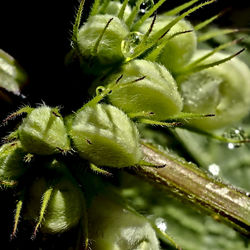 Close-up of wet plant leaves