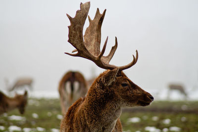 Close-up of deer against sky