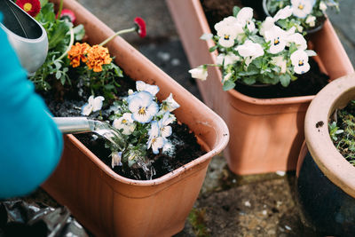 High angle view of potted plants