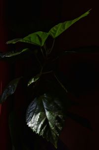 High angle view of leaves on table against black background
