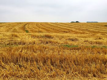 Scenic view of rural landscape