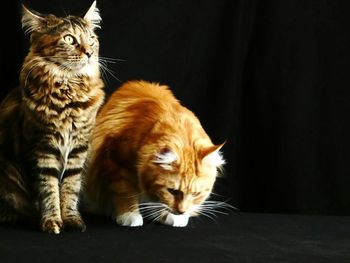 Close-up of ginger cat