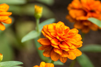 Close-up of orange marigold flower