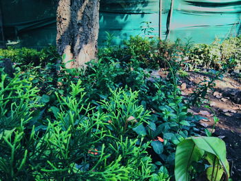 Man amidst plants