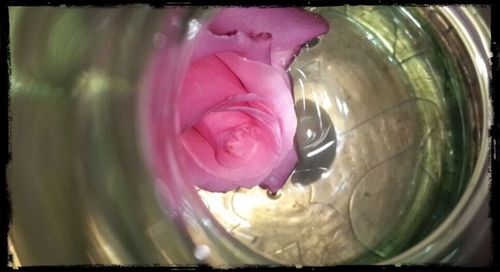 Close-up of pink flowers