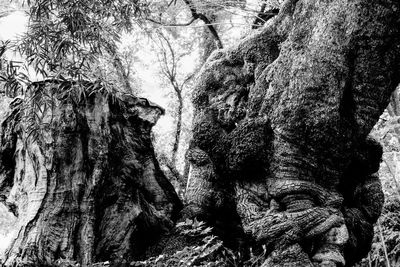 Low angle view of tree trunk