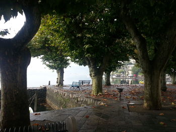 Trees in city against sky