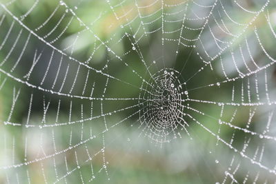 Close-up of spider web