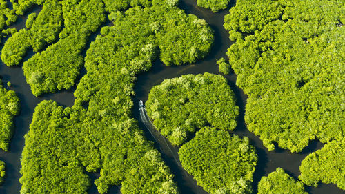 Full frame shot of fresh green plants