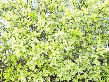 Full frame shot of fresh green plants
