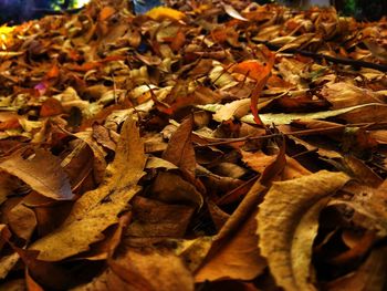 Close-up of dried leaves on field