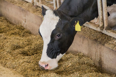 Holstein cow eating silage.