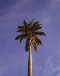 palm tree