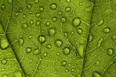 Full frame shot of raindrops on green leaves