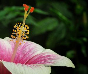 Close-up of pink flower