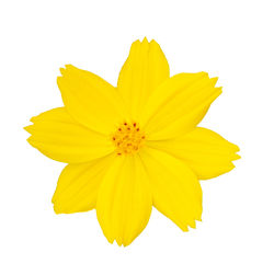 Close-up of yellow flower against white background