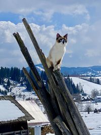 Cat on snow covered mountain against sky