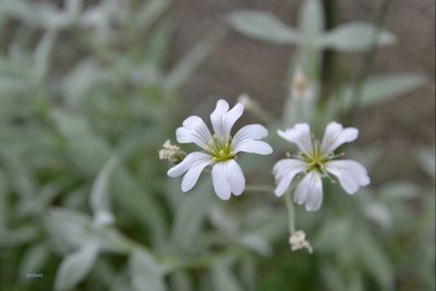 Close-up of white flowers blooming outdoors