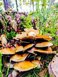 Close-up of mushrooms growing on field