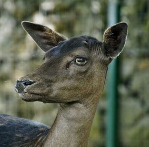 Close-up of an animal