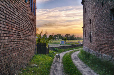 Dog standing on dirt road amidst buildings against sky during sunset