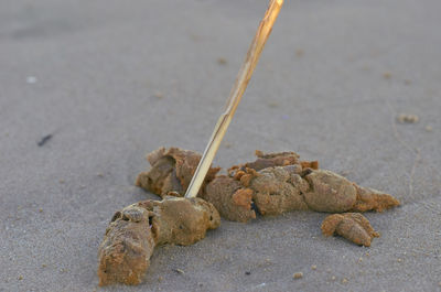 High angle view of crab on beach