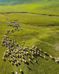 Flock of sheep grazing on grassy land