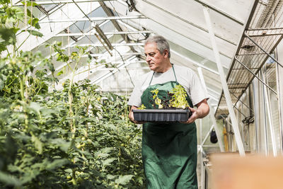 Senior man in greenhouse holding tray with seedlings