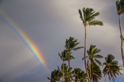 Low angle view of palm trees against rainbow in sky