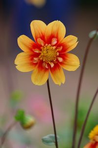 Close-up of yellow flowering plant