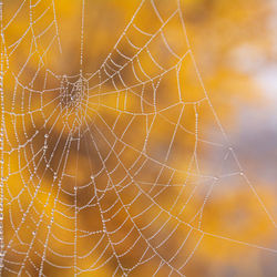 Close-up of wet spider web